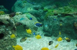 Peces acuario
